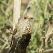 Gobemouche gris en halte migratoire dans un jardin